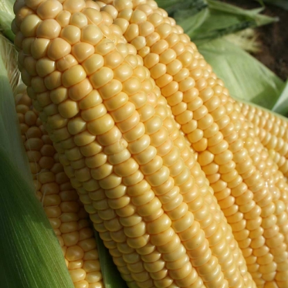 Picture of Sweet Corn Goldcrest F1 - Treated Seed (Maxim)